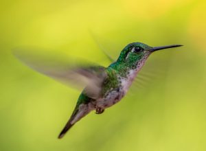 hummingbird